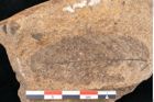 Foto (Detailansicht) von Fagus ninnisiana Unger (NHMW-GEO-2024-0188-10201)